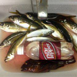 盆明けアジング