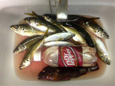 盆明けアジング