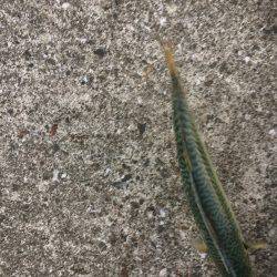 シーバス狙いが(T . T)