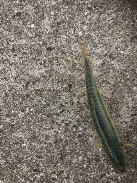 シーバス狙いが(T . T)