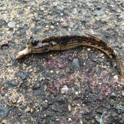 外道ばっかり。。。