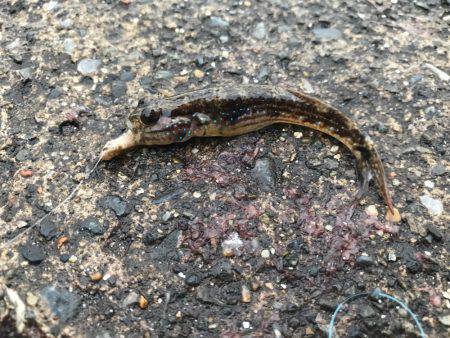 外道ばっかり。。。