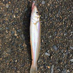 鯊クランクベイト  アーミーベイトで狙う。