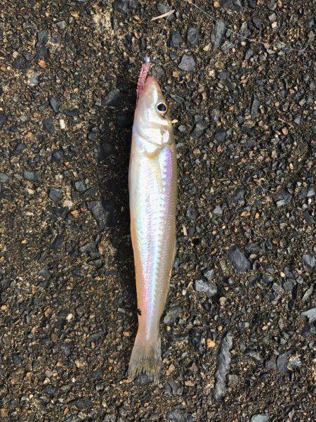 鯊クランクベイト  アーミーベイトで狙う。