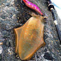 夏イカ求めて②