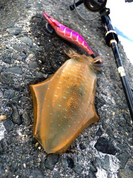 夏イカ求めて②