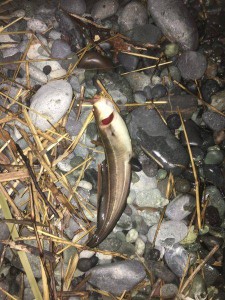 子どもとキス釣りが…