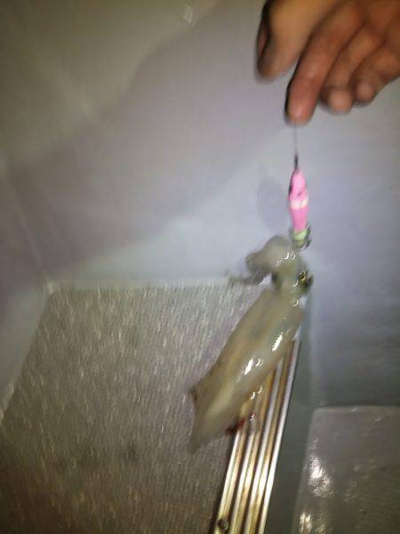 和歌山イカメタル