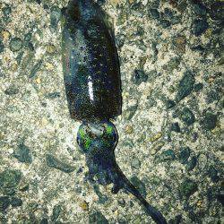 京丹後から常神までのランガンエギング