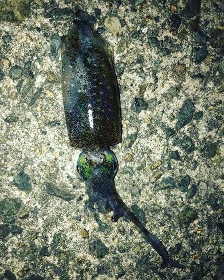 京丹後から常神までのランガンエギング