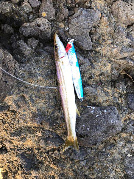 久々ショアジギ