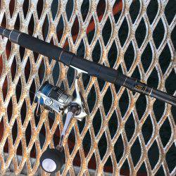 初メジロ＆アオリイカ