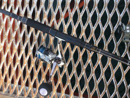 初メジロ＆アオリイカ