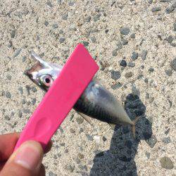 ライトショアジギング