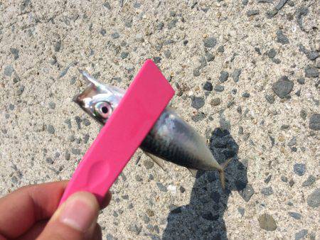 ライトショアジギング