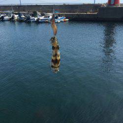 日中ライトゲーム