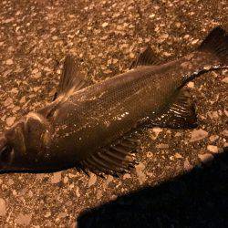 アジング⁇アミパターンでの釣果！