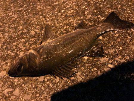 アジング⁇アミパターンでの釣果！