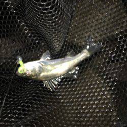 淀川ブリゲー 夏の終わり