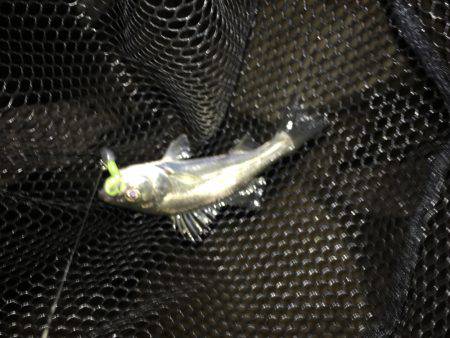 淀川ブリゲー 夏の終わり