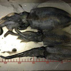 今シーズン初アオリ