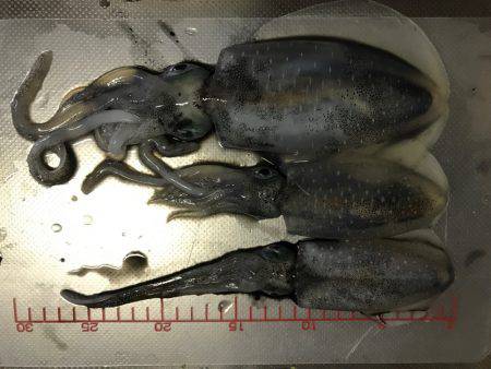 今シーズン初アオリ