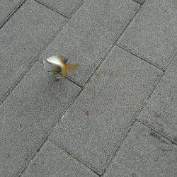 コスモスクエアサビキ釣り