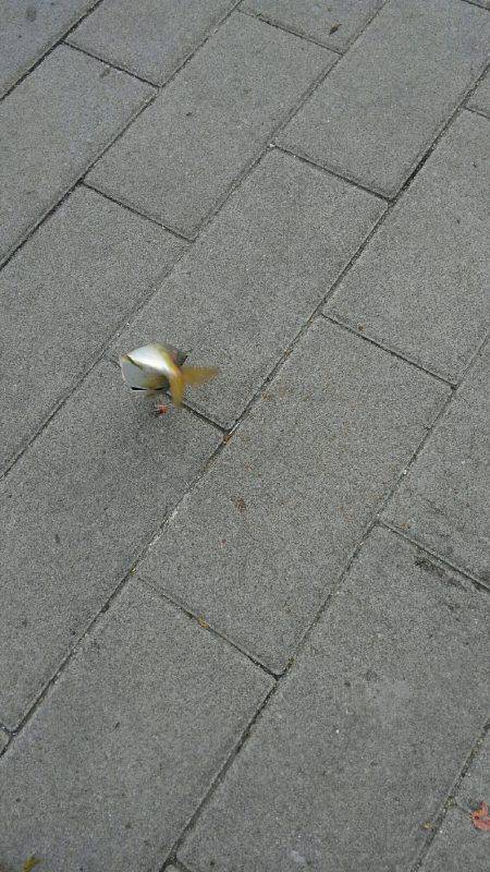 コスモスクエアサビキ釣り