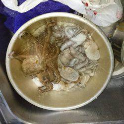 懲りずに沖堤防タコｗｗ