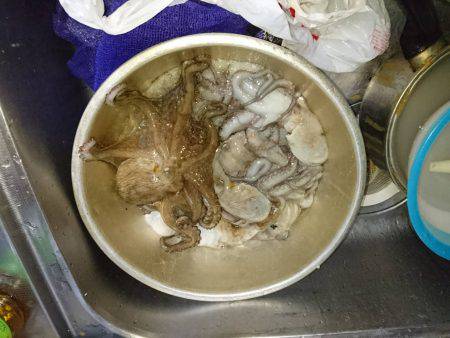 懲りずに沖堤防タコｗｗ