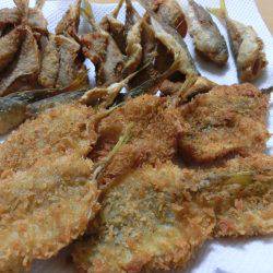 小アジが戻って来た