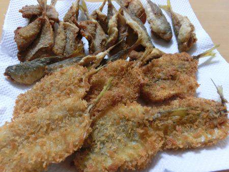 小アジが戻って来た