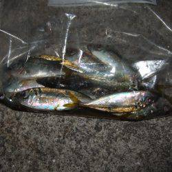 今シーズン初アジ！