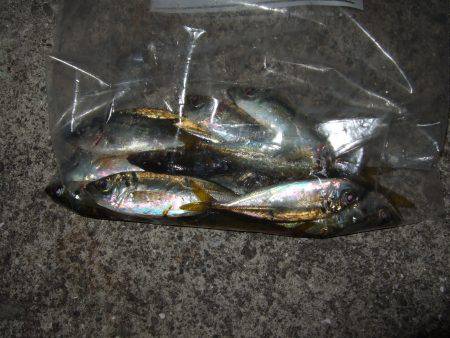 今シーズン初アジ！