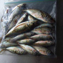 ジギングサビキ初挑戦