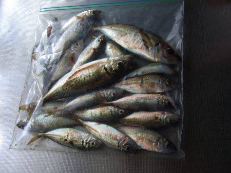 ジギングサビキ初挑戦