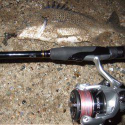 キビレ調査　ＮＯ，３４