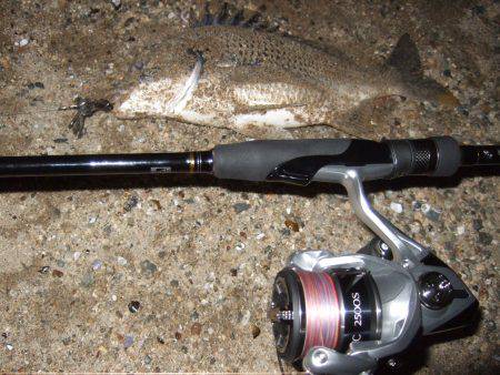 キビレ調査　ＮＯ，３４