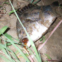 キビレ調査　ＮＯ，３６