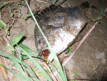 キビレ調査　ＮＯ，３６