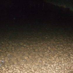 キビレ調査　ＮＯ，３７