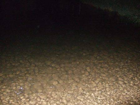 キビレ調査　ＮＯ，３７