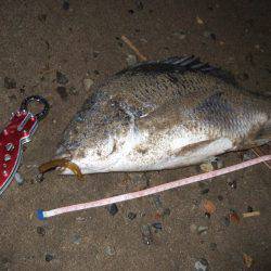 キビレ調査　ＮＯ，３８