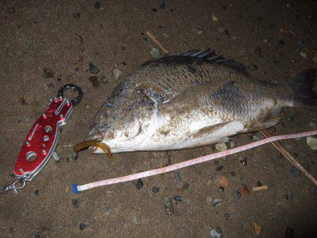 キビレ調査　ＮＯ，３８