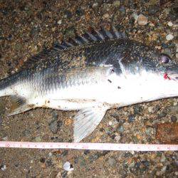 キビレ調査 NO,40