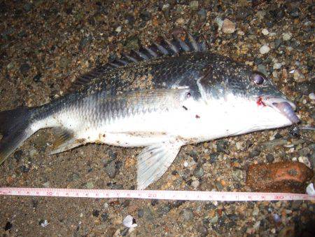 キビレ調査 NO,40