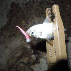 アジも難しいです