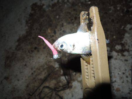 アジも難しいです