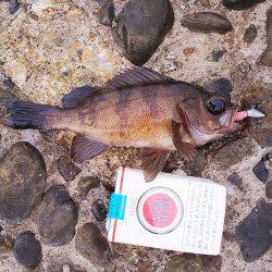 野島沖堤ライトゲーム