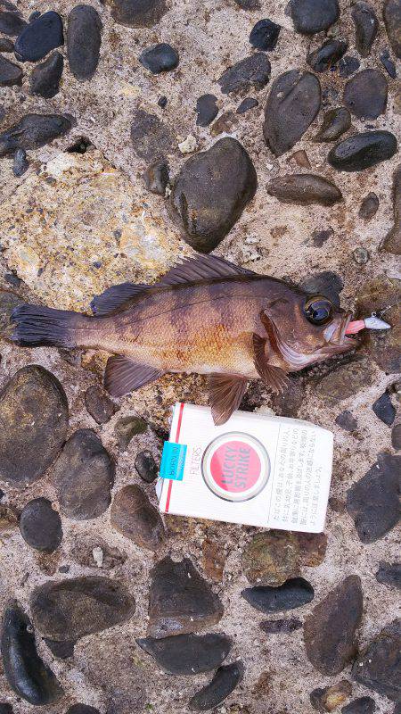 野島沖堤ライトゲーム